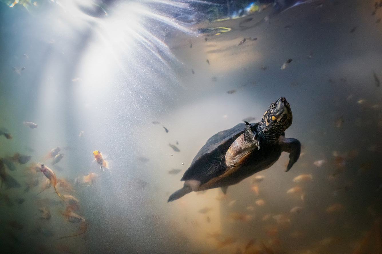Фотовыставка лучших работ Международного фестиваля дикой природы «Golden turtle»