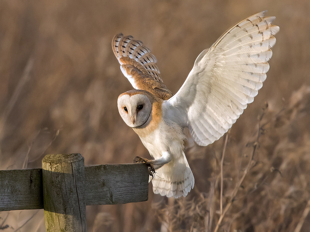 the Man and Creation, The Owl Nestbox project, barn owl
