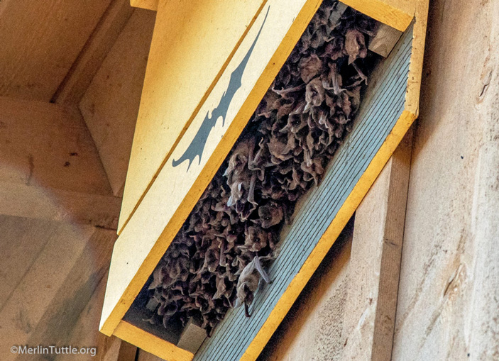 the Man and Creation, nestboxes for bats