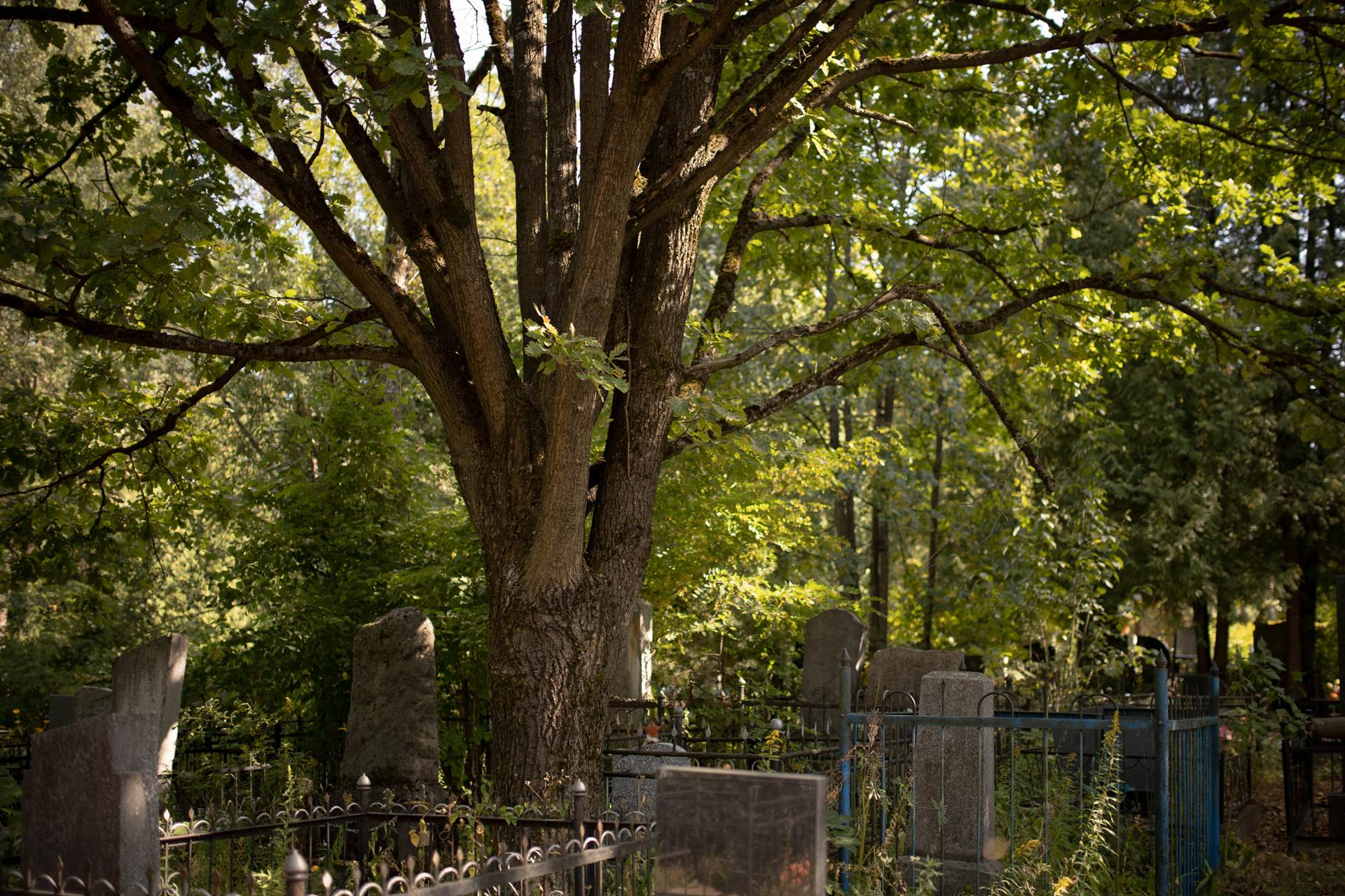 Станет ли кладбище местом для жизни